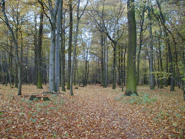 Ein Pfad führt durch einen herbstlichen Laubwald mit Eichen und Rotbuchen.