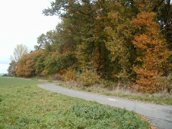 Entlang eines herbsrlichen gefärbten Waldrands mit Eichen führt ein Radweg.