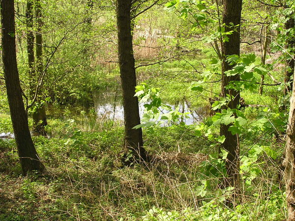 Wald im Frühjahrsaspekt mit einem Kleingewässer und Schilf.