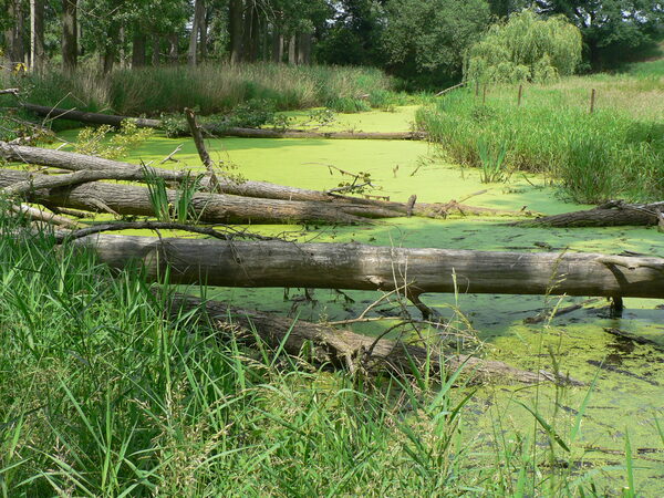 Alter Nebenarm der Oker (Altarm) mit Totholz.