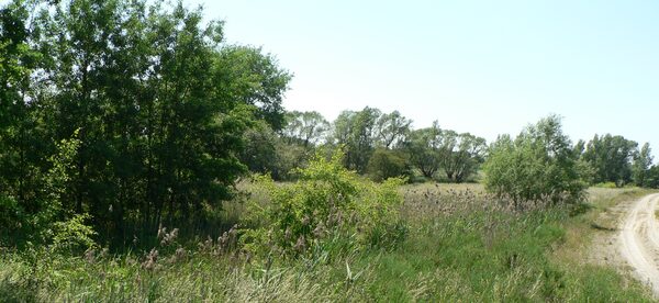 Wiesen- und Auenlandschaft im Sommer.