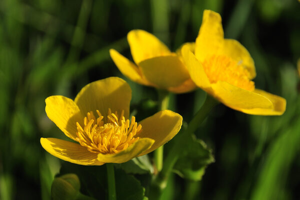 Blüte der Sumpfdotterblume.