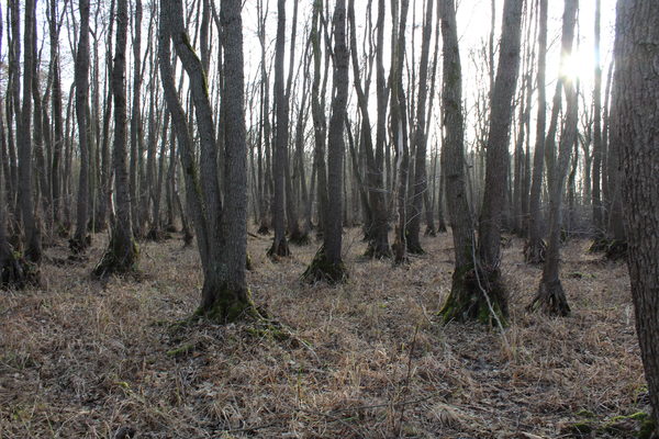 Erlenbruchwald im Winter mit typisch dicken Stammanläufen.