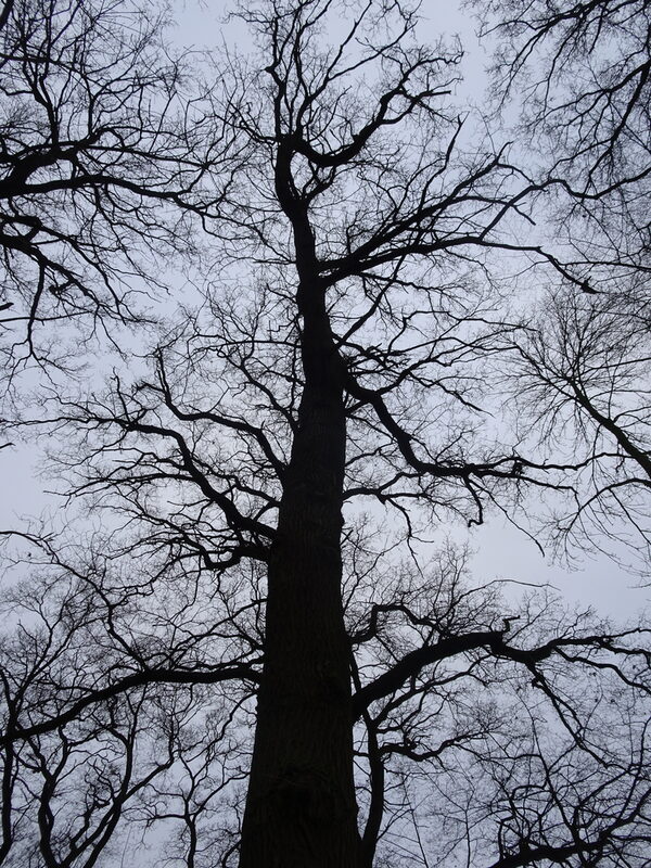 Eiche im Mascheroder Holz.