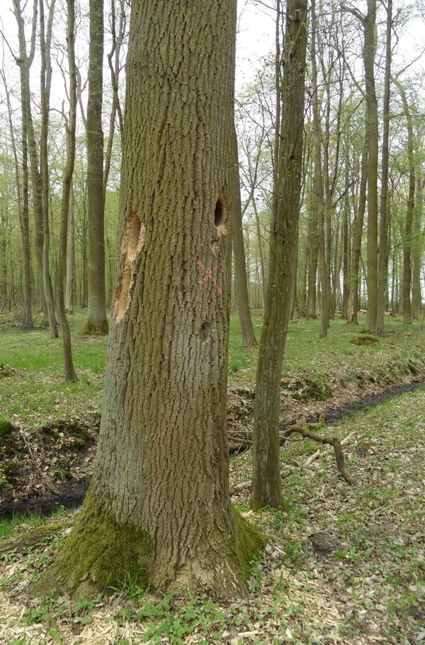 Eine Eiche mit verschiedenen Spechthöhlen steht in einem Wald mit ersten frischen Blättern. (Wird bei Klick vergrößert)