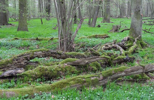 Moosbewachsenes Totholz liegt auf dem Waldboden. Rundherum blühen Buschwindröschen.