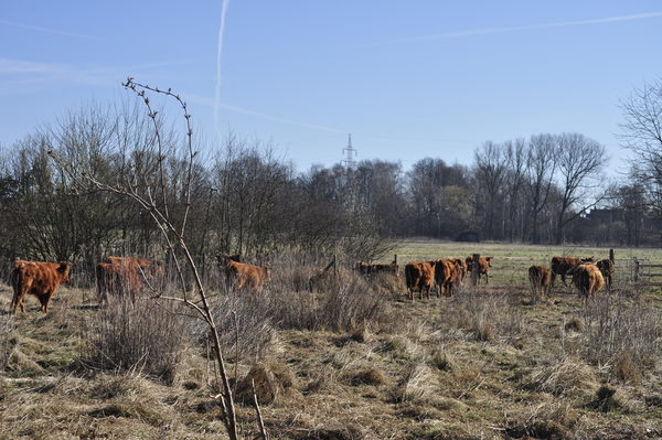 Rinder weiden im Naturschutzgebiet.
