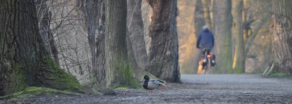 Ein Radfahrer fährt durch einen Wald. Im Vordergrund läuft eine EnteE