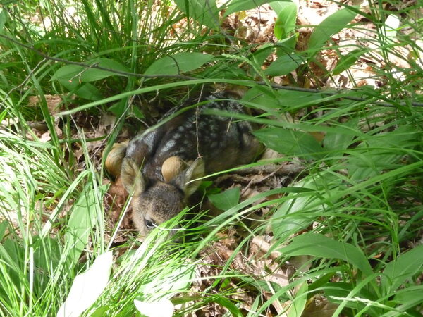 Rehkitz im Gras.