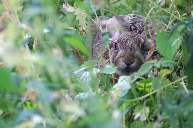Ein Feldhasenjunges versteckt sich im Gras. (Wird bei Klick vergrößert)