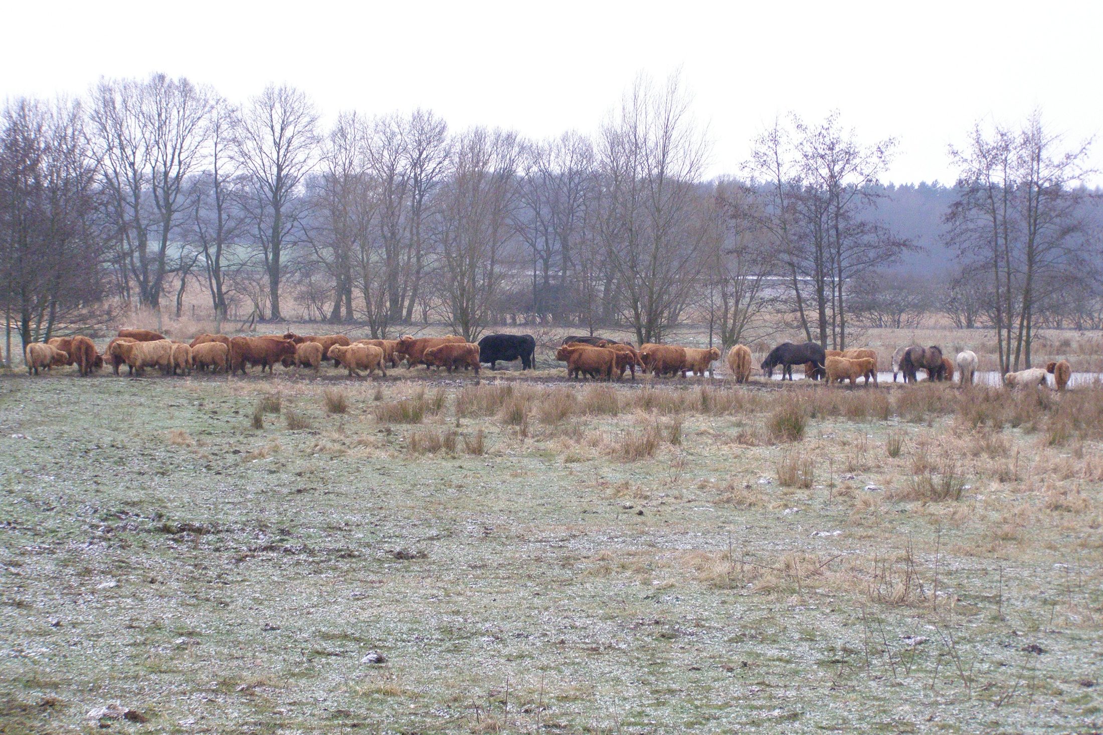Weidetiere (Rinder, Wasserbüffel, Pferde) grasen auf einer Wiese. (Wird bei Klick vergrößert)