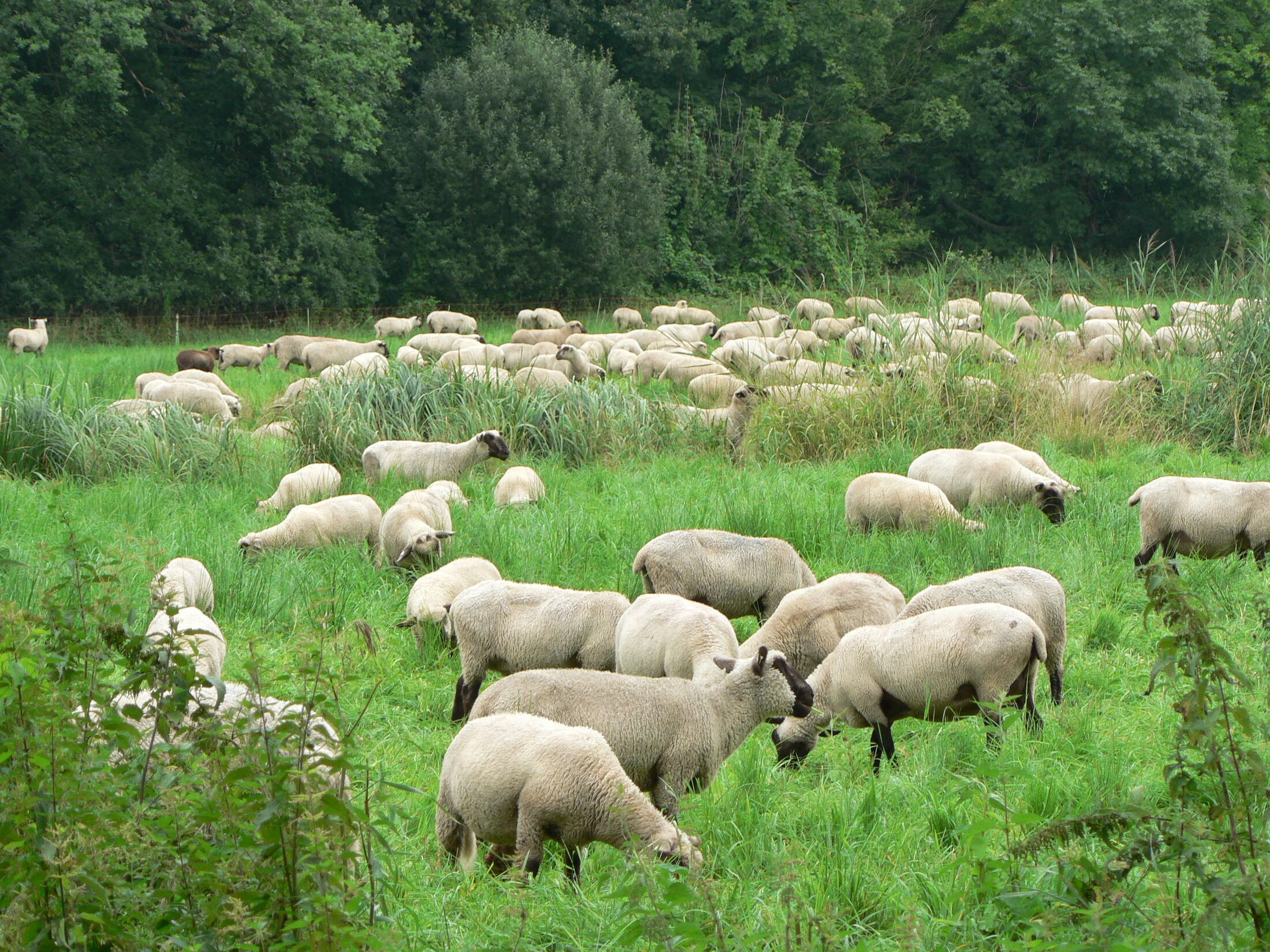 Eine Schafherde weidet auf einer grünen Wiese. (Wird bei Klick vergrößert)