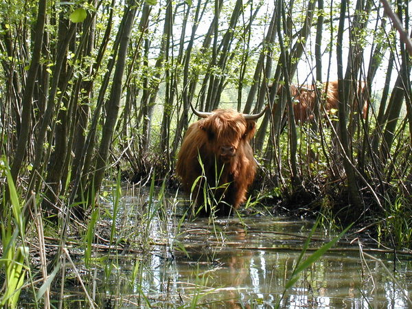 Ein Rind steht im Wasser in einem Gebüsch.
