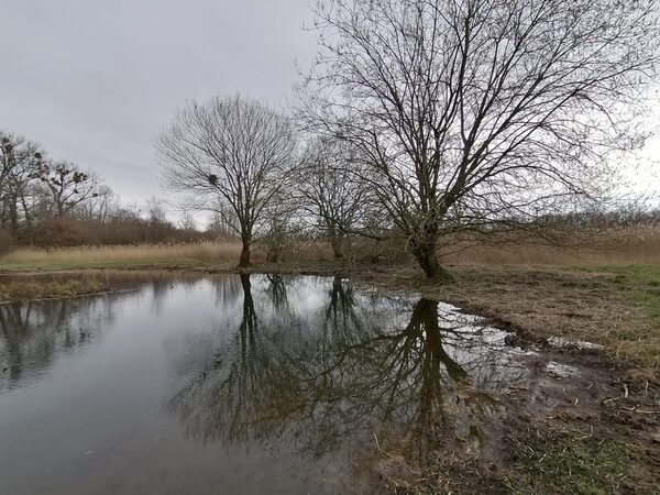 Gewässer auf der Piepenwiese im Naturschutzgebiet Riddagshausen.