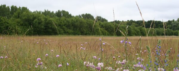 Auf einer Wiese vor einem Wald blühen Wildblumen.