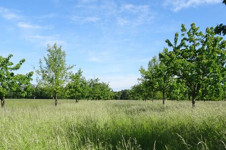 Obstbäume auf einer Wiese.