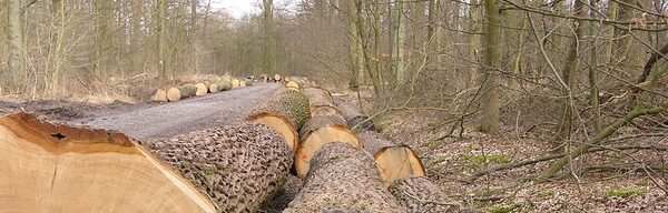 Eichenstämme liegen an einem Waldweg.