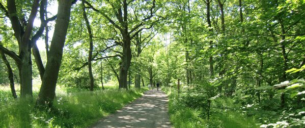 Grünes Blätterdach über einem Waldweg mit Personen.