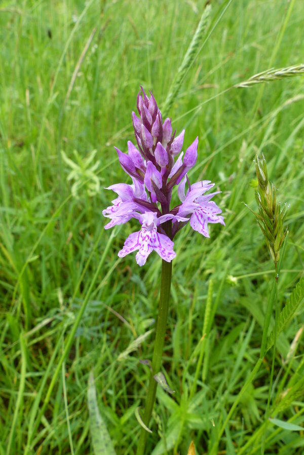 Knabenkraut auf einer Wiese.