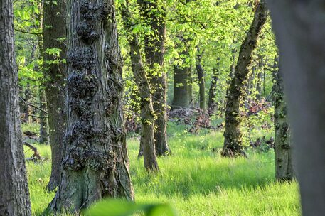 Blick in einen Wald im Frühling.