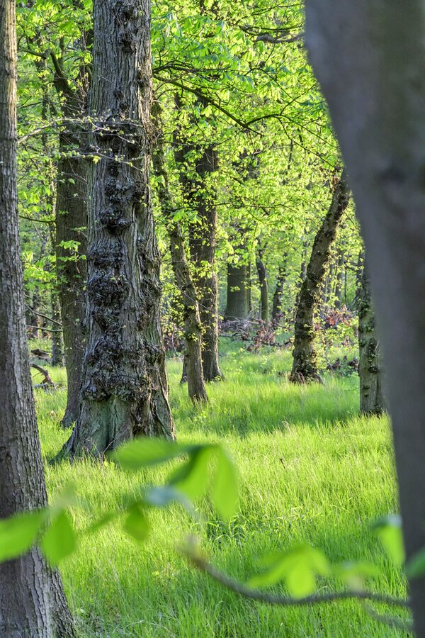 Blick in einen Wald im Frühling.