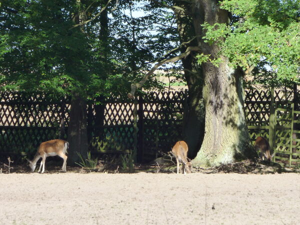 Damwild in einem Gehege.