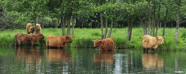 Rinder stehen im Wasser unter Erlen.