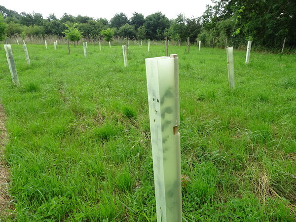 Auf einer Wiese wurden Waldbäume in Schutzhüllen gepflanzt.