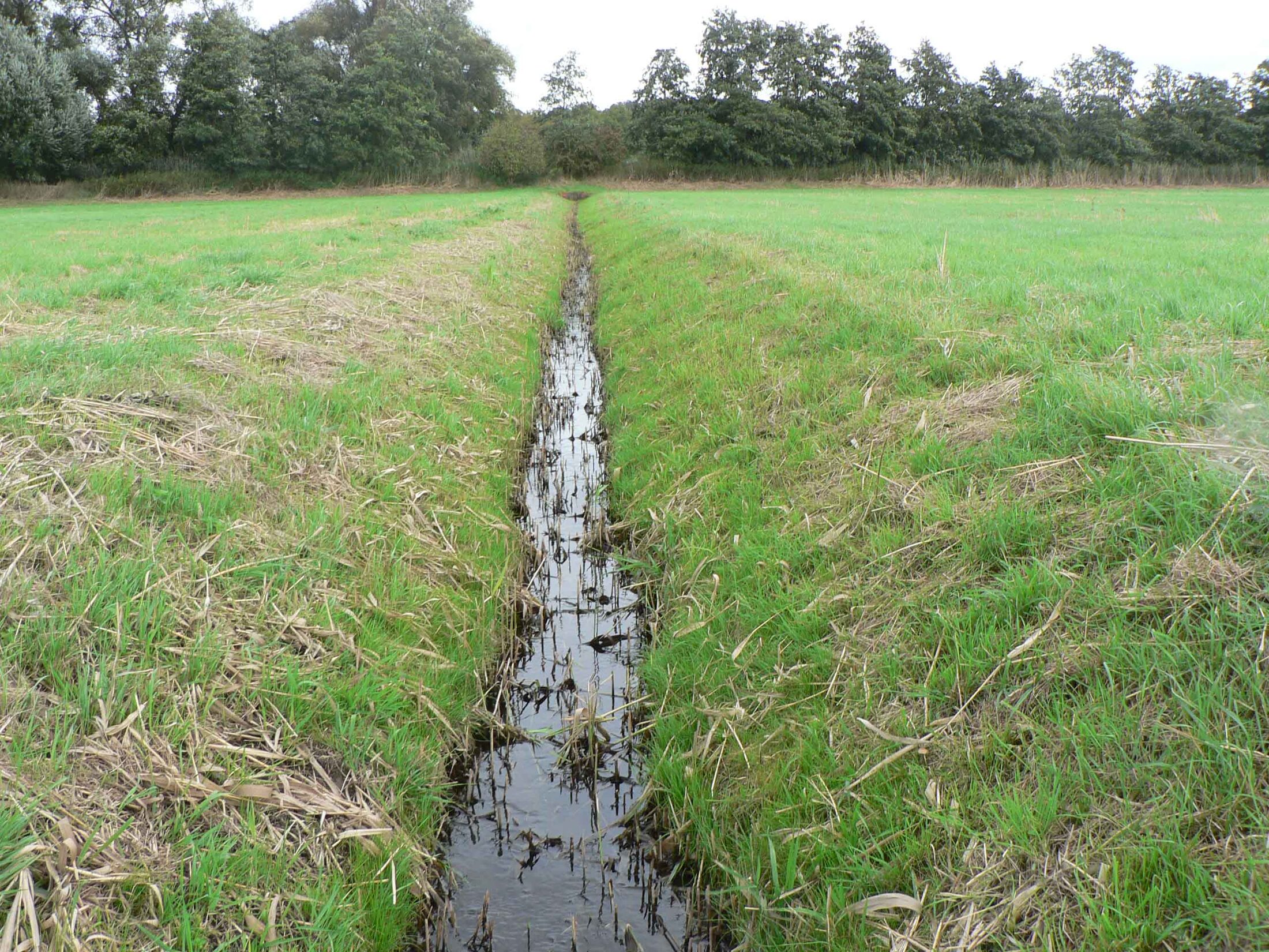 Kauleteichgraben (Detailaufnahme vom 02.10.2009) (Wird bei Klick vergrößert)