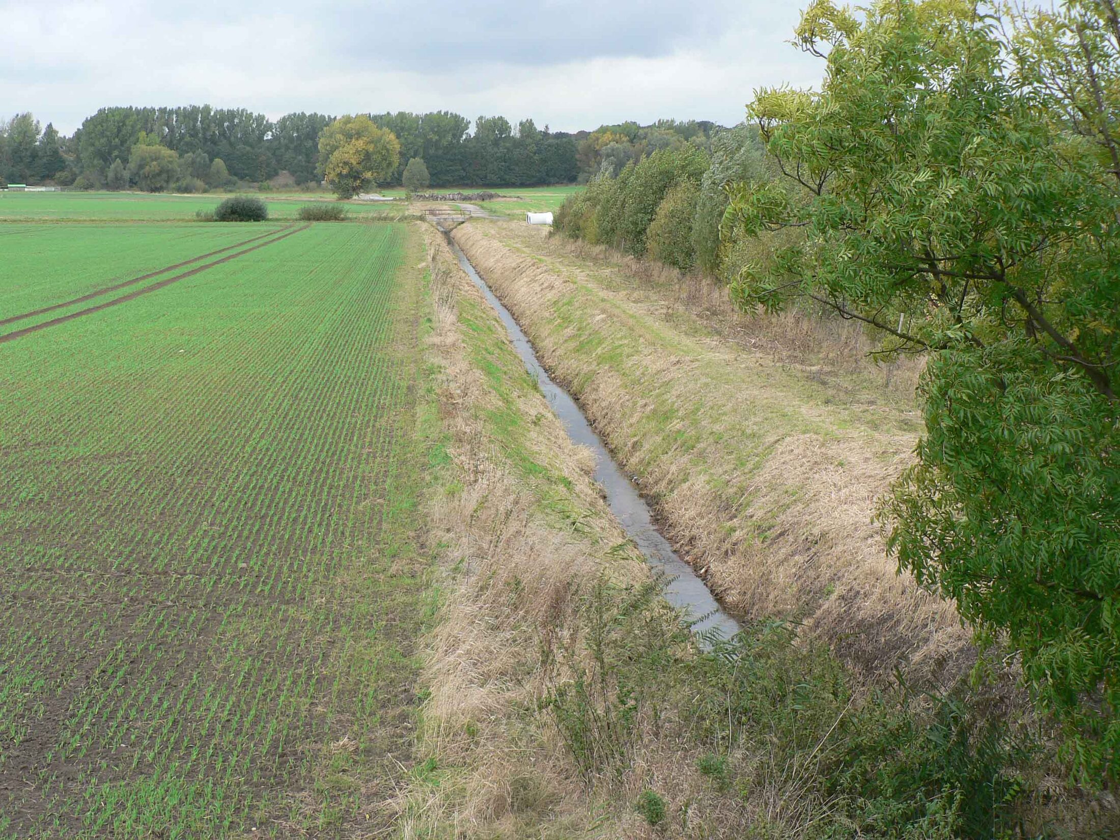 Mittelriede Bestand (Detailaufnahme vom 02.10.2009) (Wird bei Klick vergrößert)