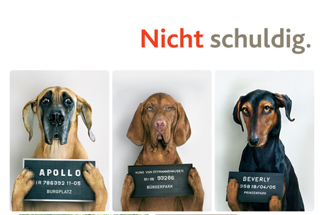 Die Hunde sind unschuldig.