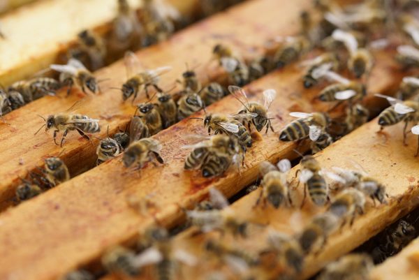 Bienen im Bienenstock (Wird bei Klick vergrößert)