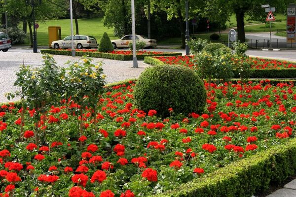 Zierpflanzungen Theatervorplatz (Wird bei Klick vergrößert)