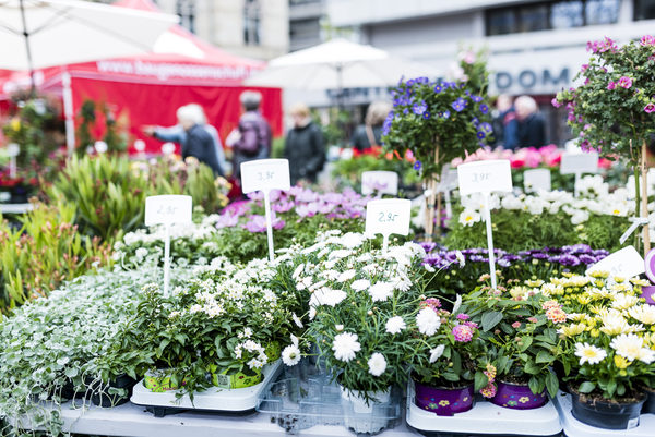 Der zweite BBG-Blumenmarkttag lockt am 11. September mit einer Vielfalt an Pflanzen Besucherinnen und Besucher auf den Kohlmarkt. (Wird bei Klick vergrößert)