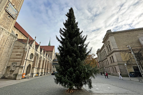 Die ersten Vorboten des Weihnachtsmarktes sind in der Innenstadt eingetroffen: Seit vergangener Nacht ziert die serbische Fichte den Domplatz. (Wird bei Klick vergrößert)