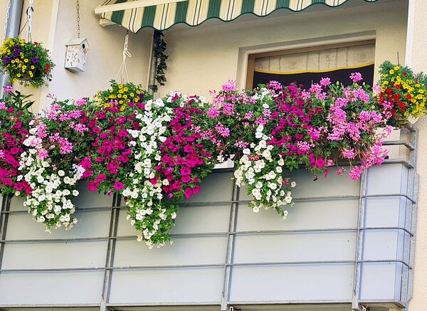 Dieser bunt bewachsene Balkon hat im letzten Jahr in der Kategorie Blütenpracht den dritten Platz belegt. (Wird bei Klick vergrößert)
