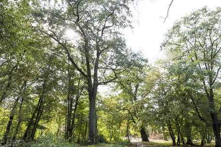 Naturdenkmäler