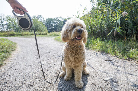 Hund an der Leine