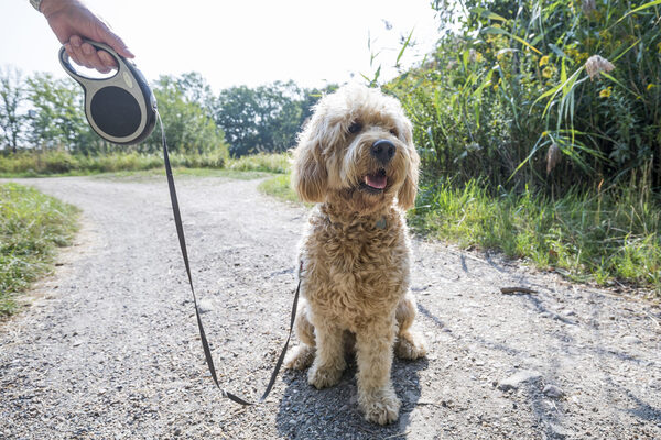Hund an der Leine (Wird bei Klick vergrößert)