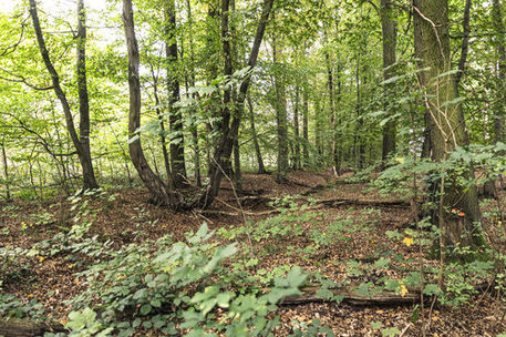 Das Bild zeigt den Blick in einen Wald.