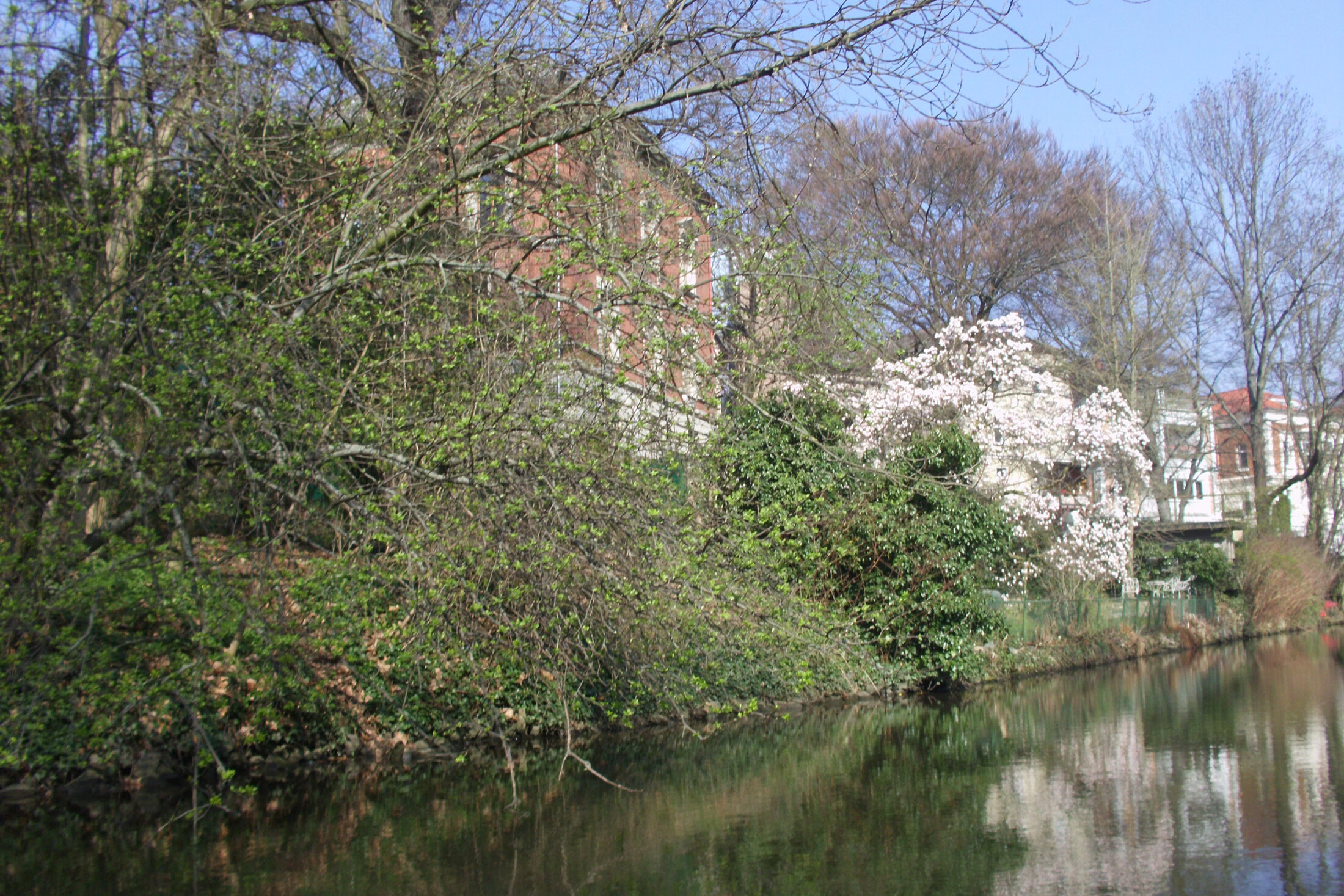An der stadtnahen Oker blühen die Bäume (Wird bei Klick vergrößert)