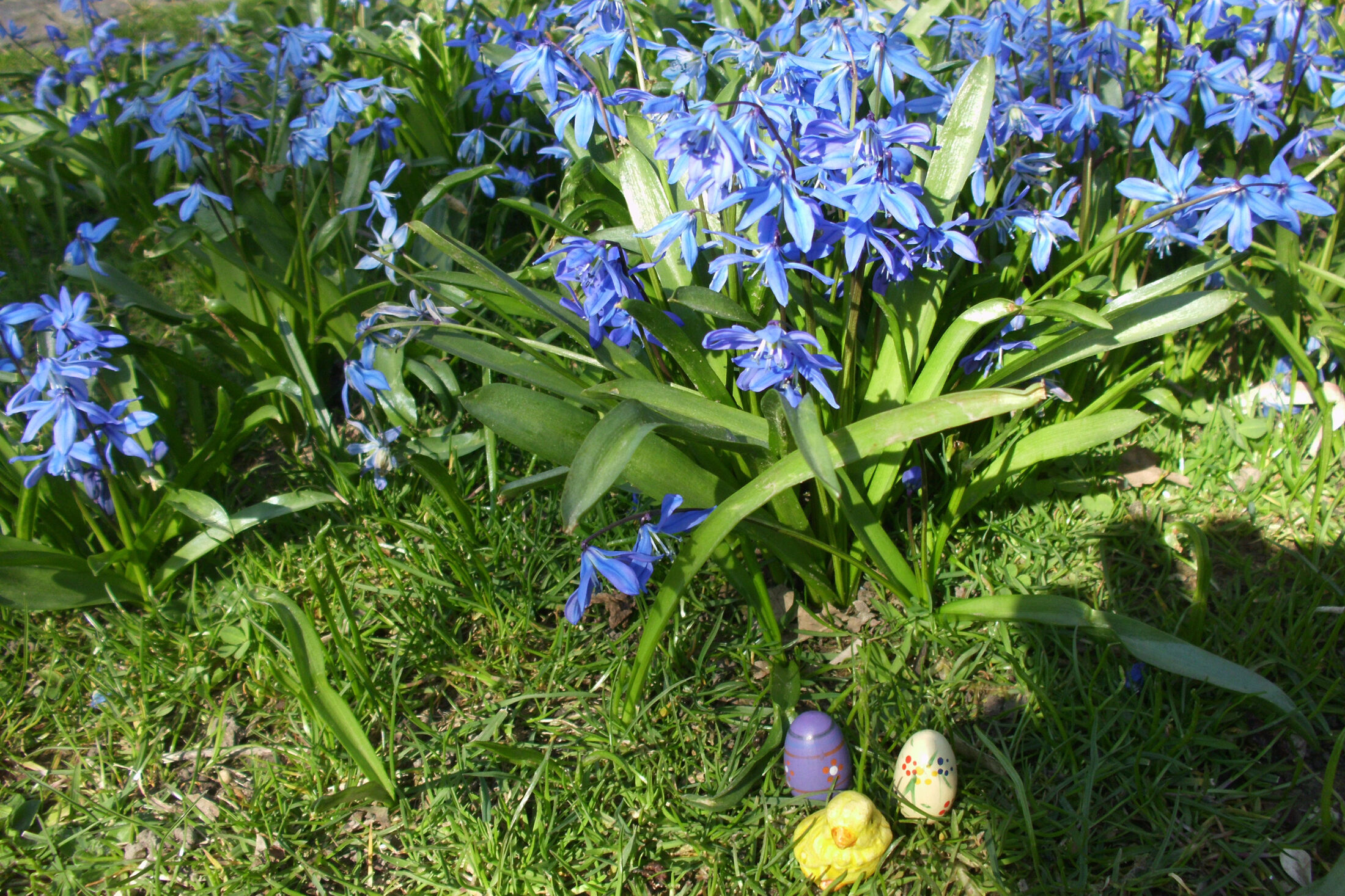 Blaustern (Scilla bifolia) im Museumspark (Wird bei Klick vergrößert)