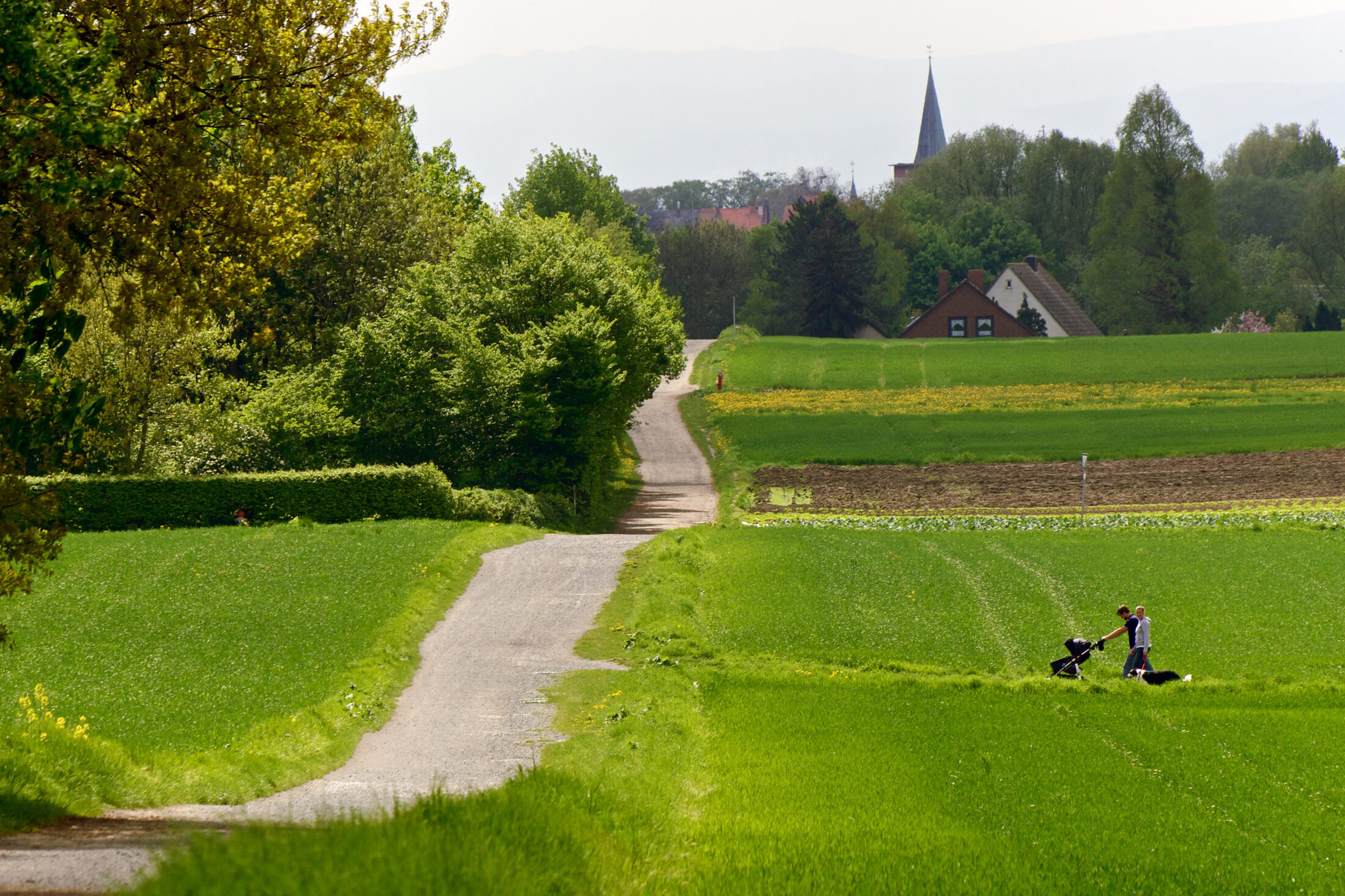 Frühlingswiese am Stadtrand von Braunschweig (Wird bei Klick vergrößert)