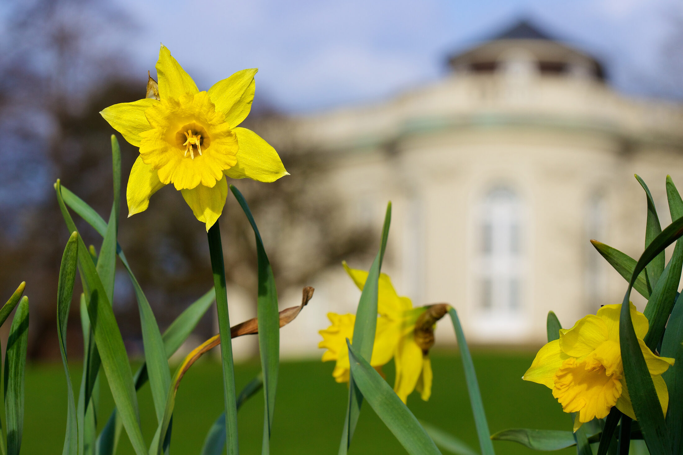 Osterglocken vor dem Schloss Richmond (Wird bei Klick vergrößert)