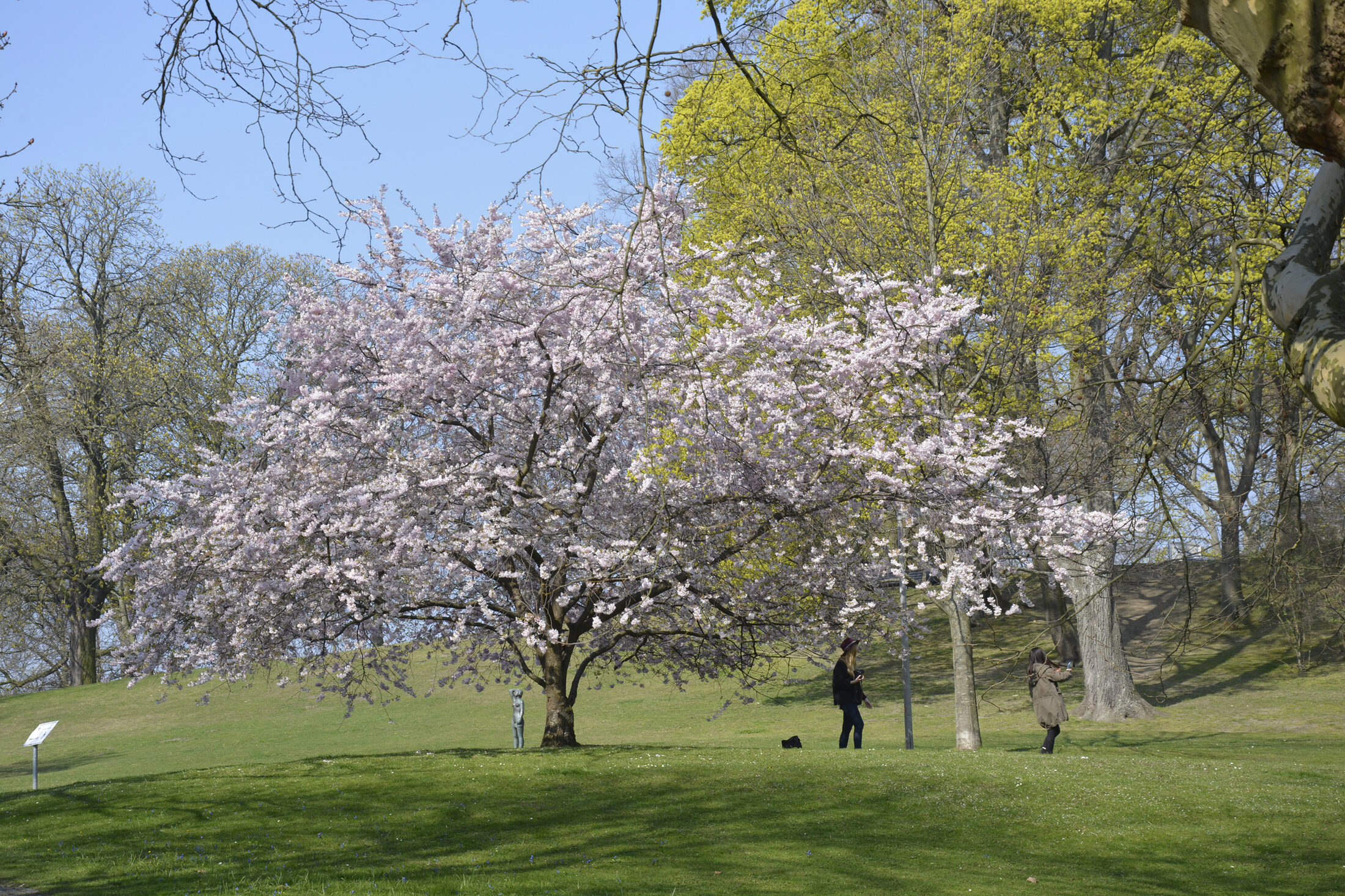 Frühling im Braunschweiger Theaterpark (Wird bei Klick vergrößert)