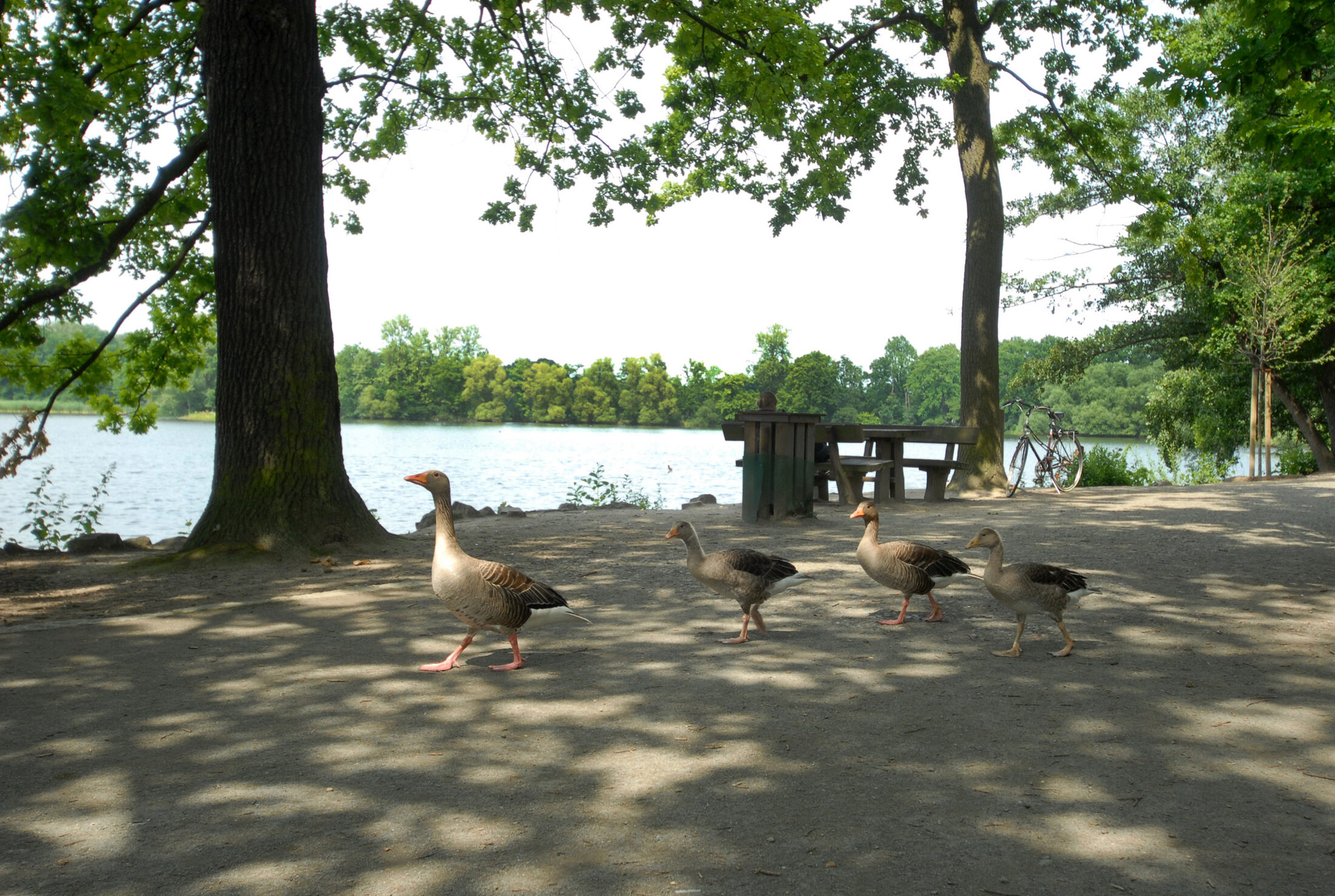 Gänse am Kreuzteich (Wird bei Klick vergrößert)