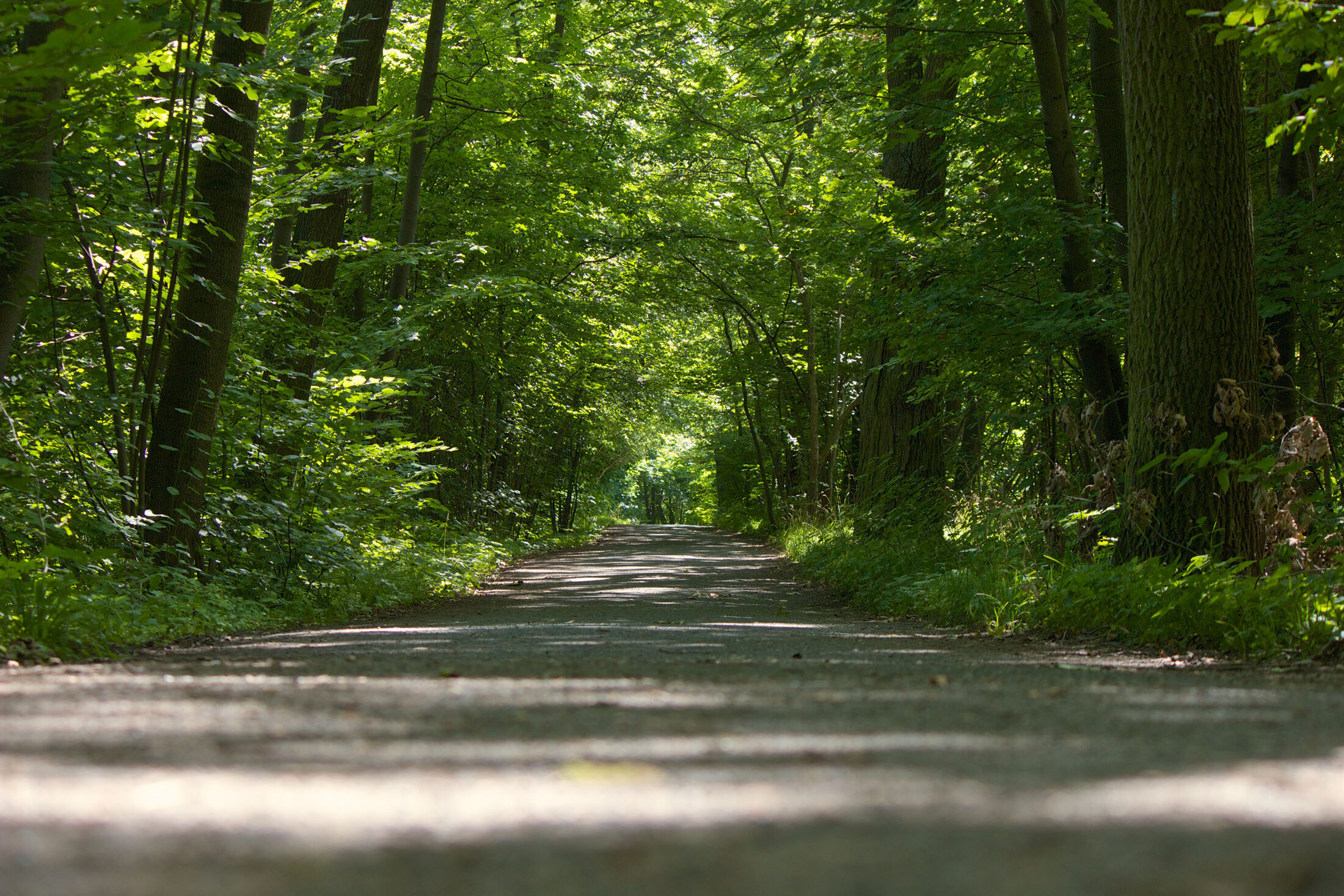 Weg durch Riddagshausen (Wird bei Klick vergrößert)