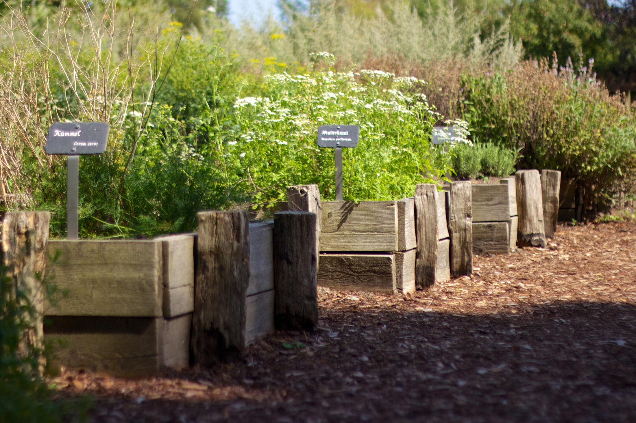 Kräutergarten im Klostergarten (Zoom on click)