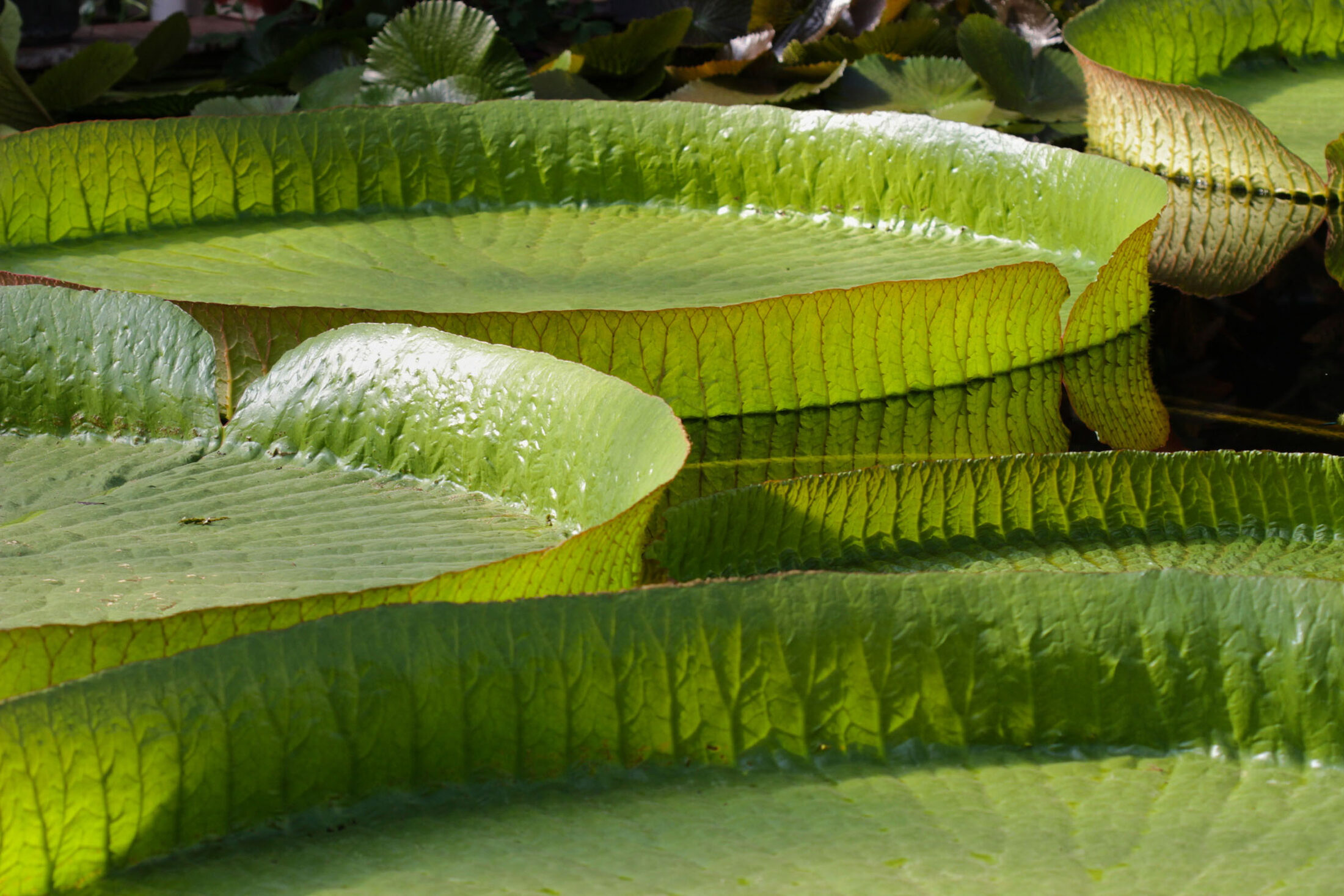 Botanischer Garten - tropische Riesenseerose (Wird bei Klick vergrößert)