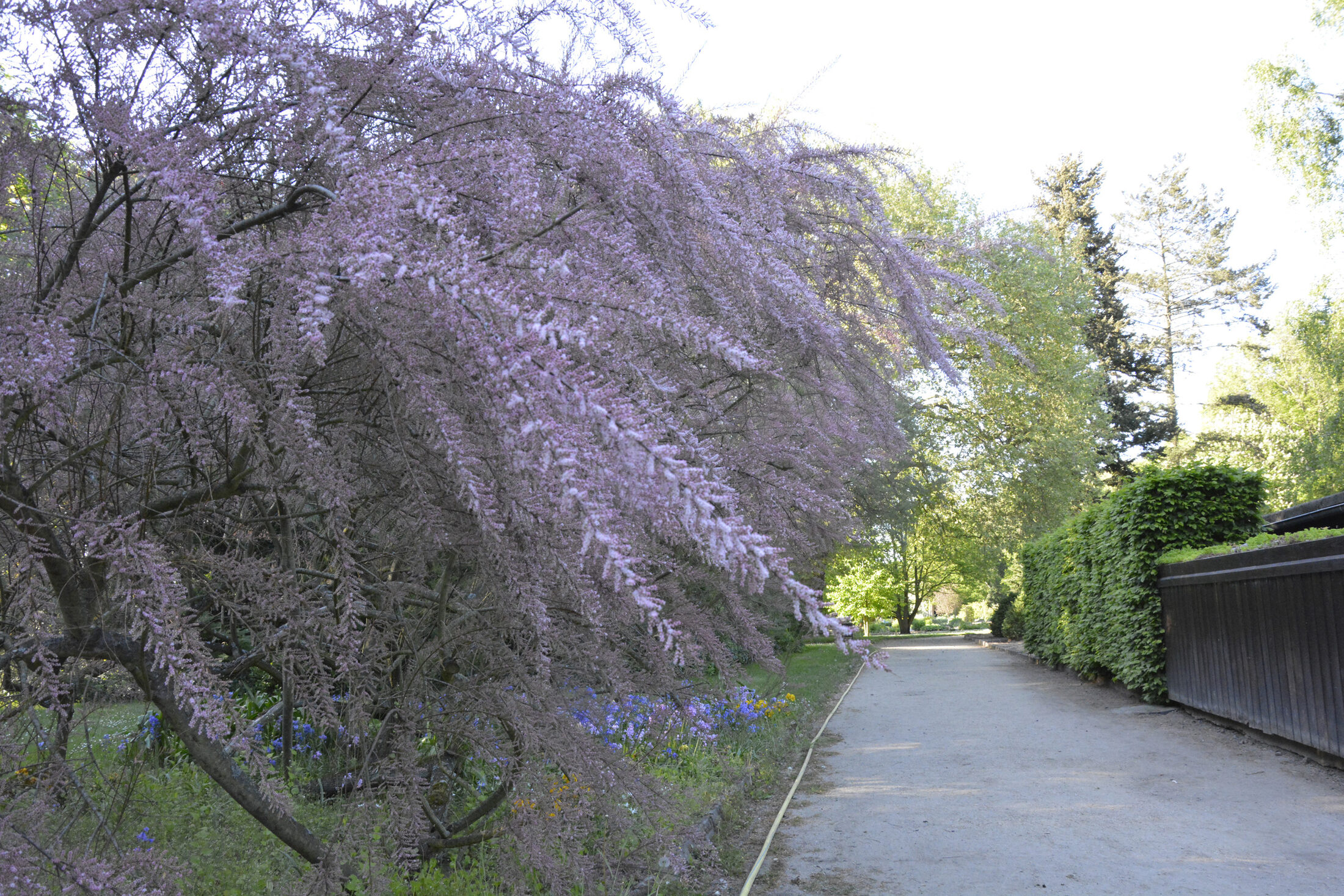 Schul- und Bürgergarten (Wird bei Klick vergrößert)